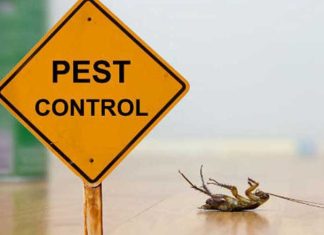 Why Pest Control is Worth the Investment